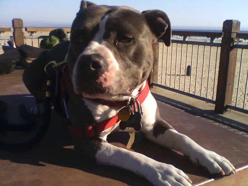 13 dog breeds that can make strangers hesitate - until they see how affectionate these dogs can be at home 11 Staffordshire Bull Terrier