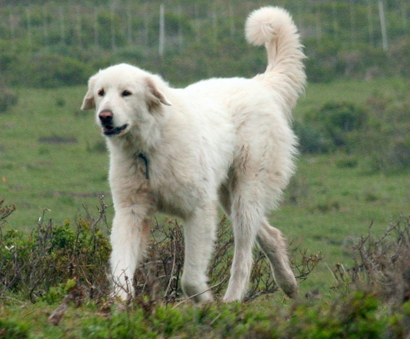 18 Independent Outdoor Dog Breeds That Are Happiest With Farms, Fields And Freedom 6 Akbash