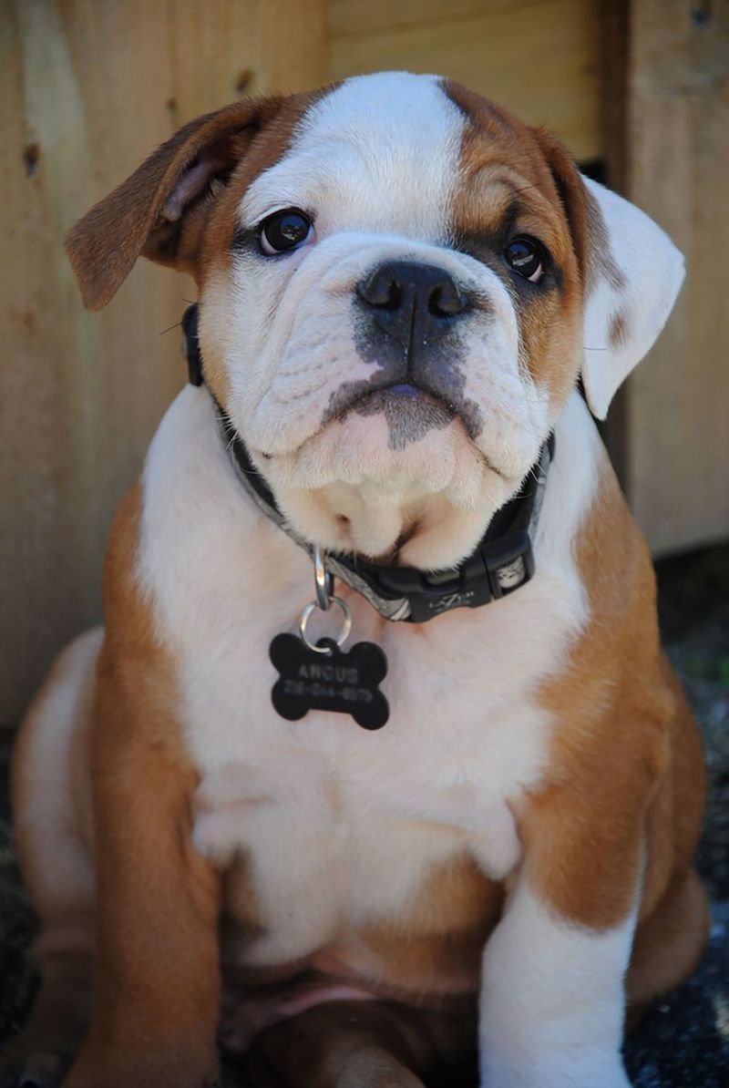 Want a dog that doesn't treat every window like a security checkpoint? Start with these calmer breeds 9 English Bulldog: The Easygoing Lounger