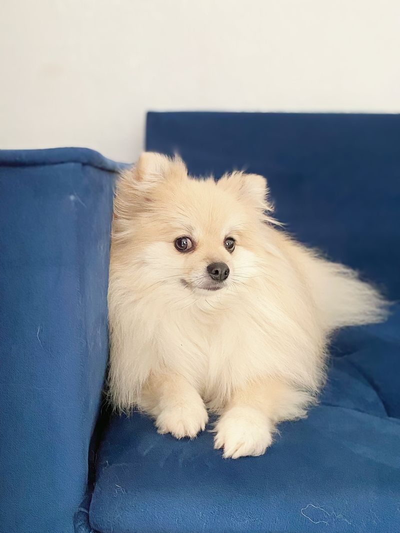 10 dogs that treat the front window like a second television - except they're also watching the audience 4 Pomeranian - the Fluffy Broadcast Host