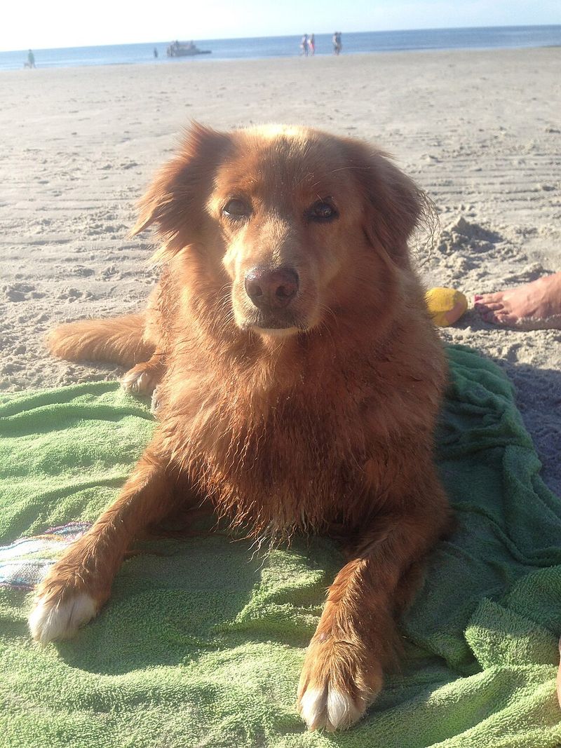 13 water-loving dog breeds that feel completely at home in lakes and oceans 5 Nova Scotia Duck Tolling Retriever