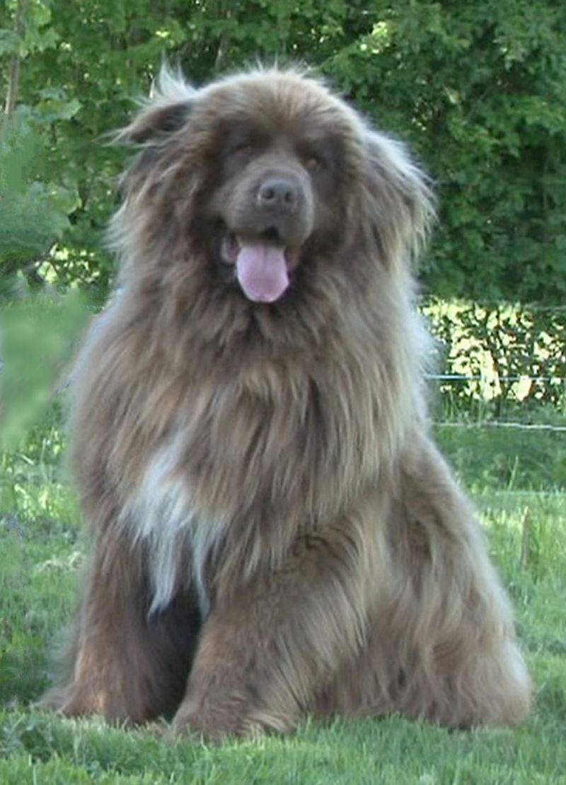 Some dog breeds are perfectly happy slowing life down once the adventure is over 7 Newfoundland