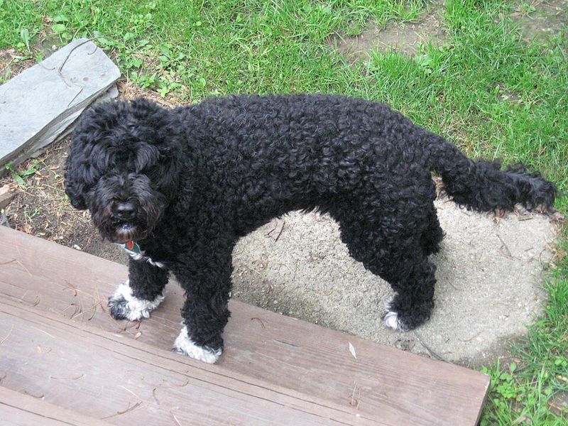 Portuguese Water Dog