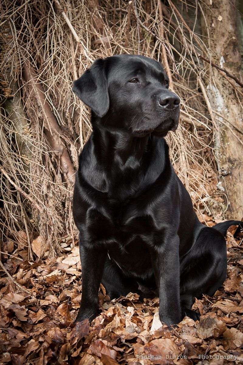 These 11 fearless companions would follow you anywhere - These 3 expect you to follow them instead 5 Labrador Retriever