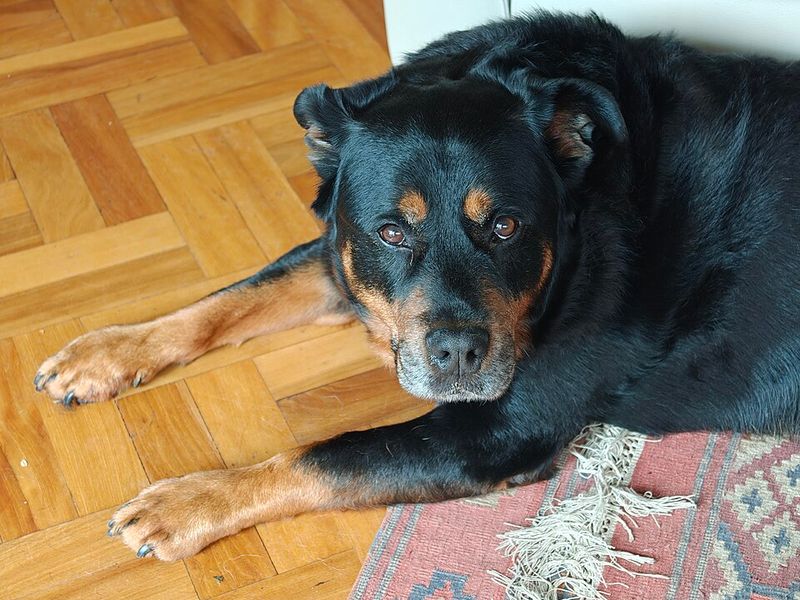 From cuddly puppies to powerful adults - These 12 breeds make a dramatic transformation 2 Rottweiler