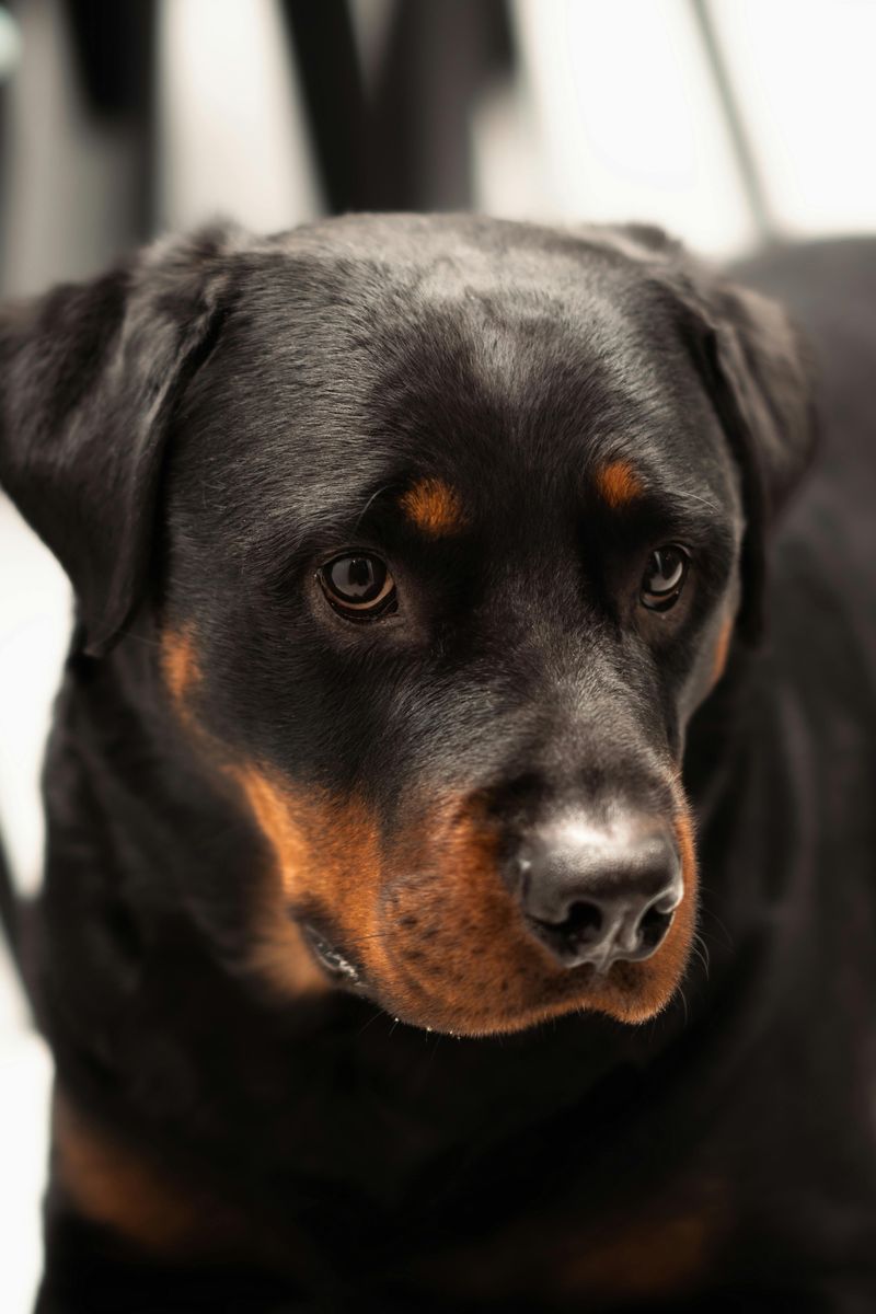 Rottweiler