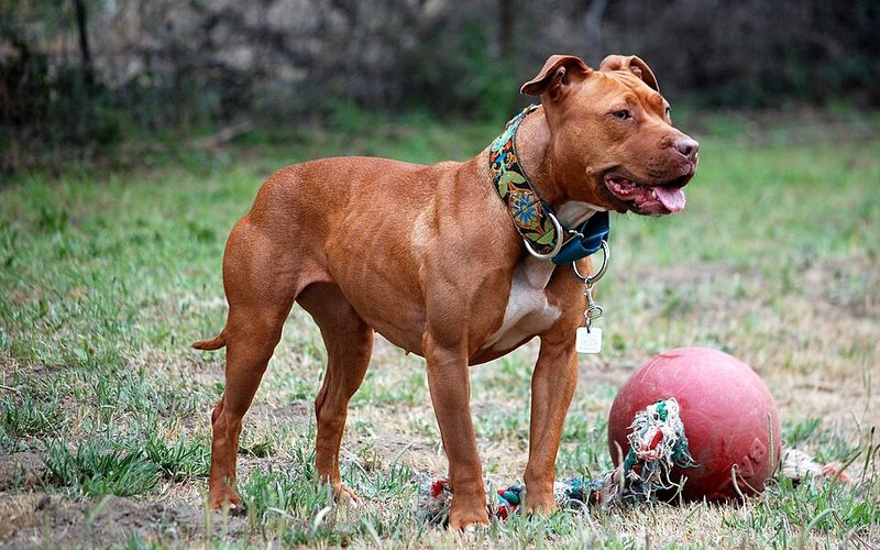 Think you know your dog breeds? These 11 are mistaken more than any others – plus 2 surprising lookalikes 2 American Pit Bull Terrier