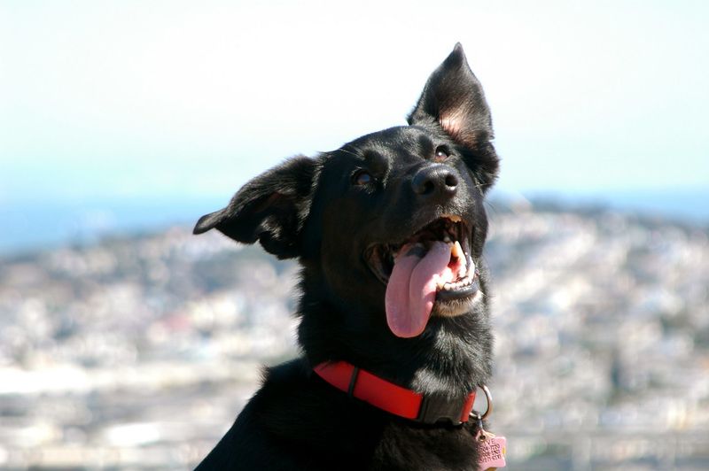 Dog Name Trends Are Shifting Fast - 15 Picks Owners Keep Repeating (and Why) 16 Olive