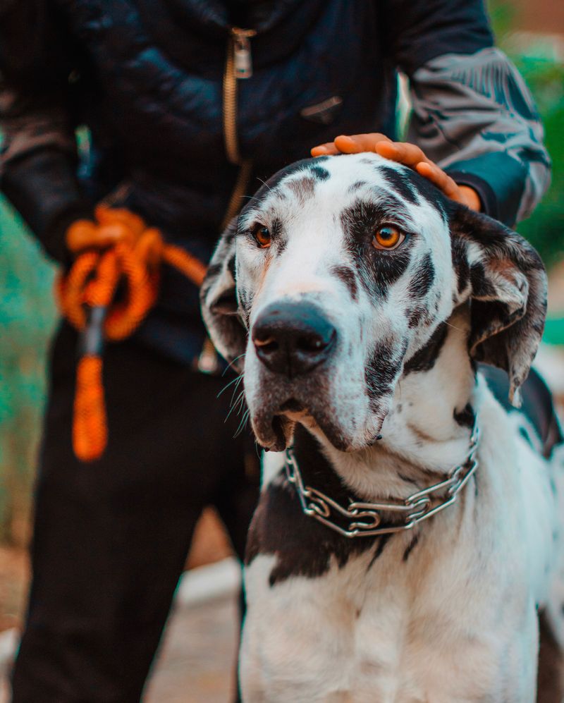 Great Dane