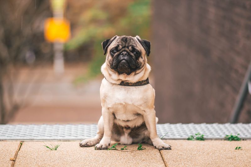 These dog breeds prove canine cuteness comes in far more forms than fluffy puppies 5 Pug