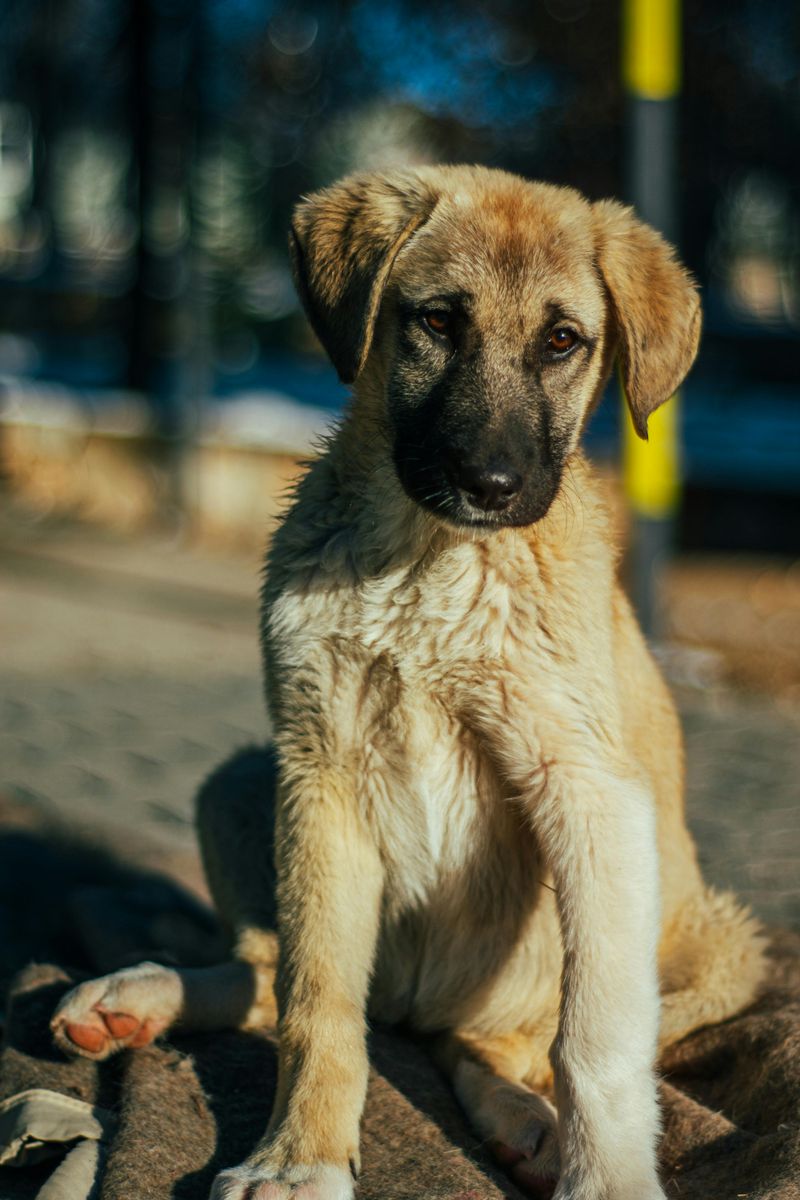 Anatolian Shepherd Dog