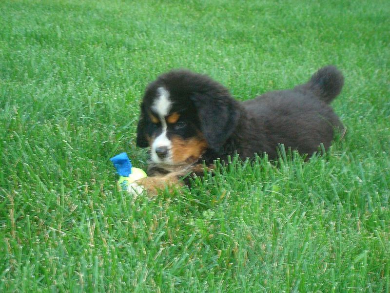 Bernese Mountain Dog