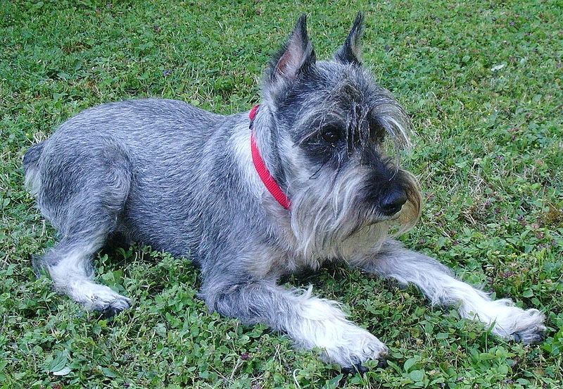 Schnauzer