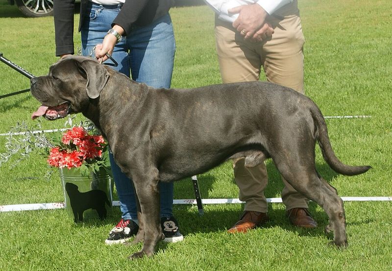 Cane Corso