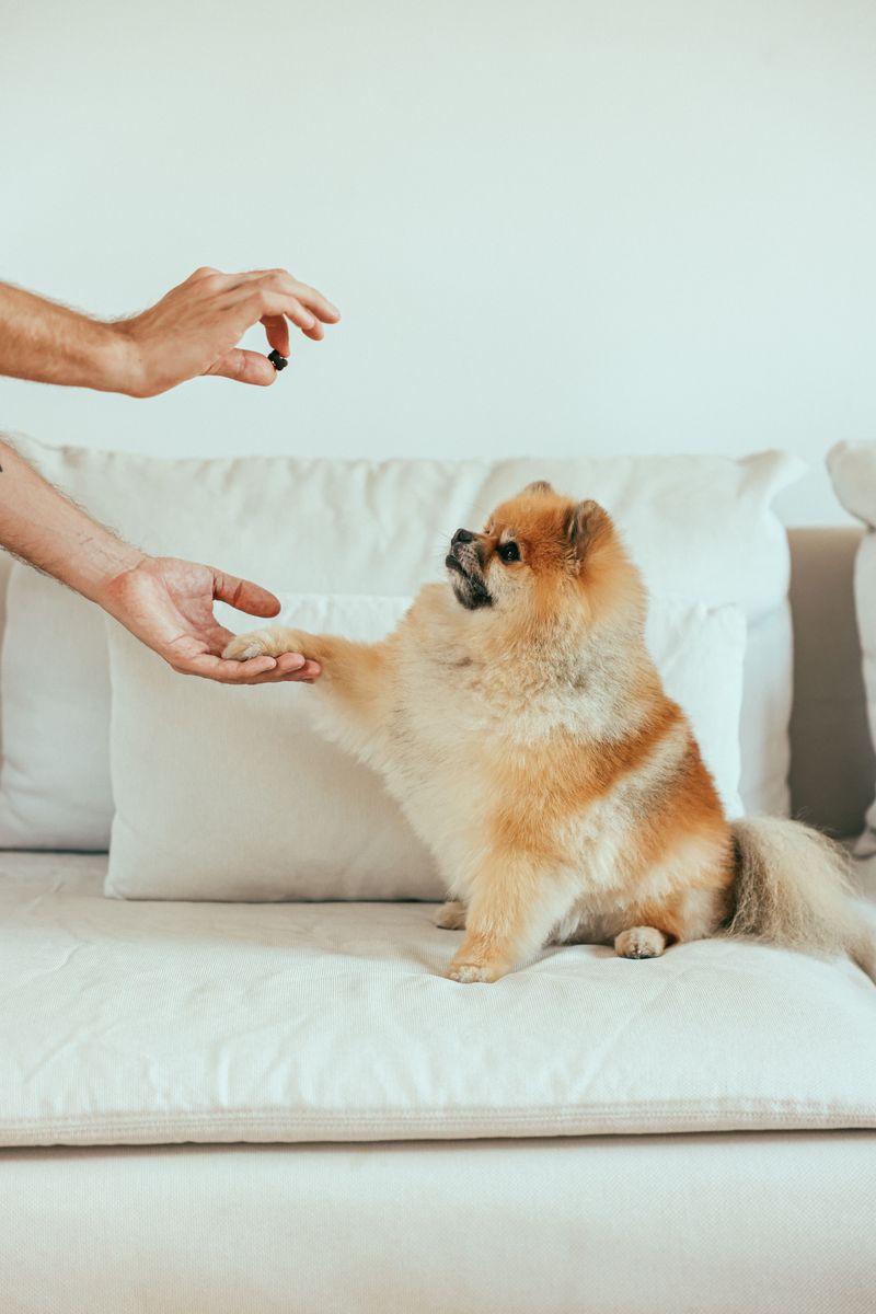 These 12 common owner mistakes confuse dogs far more than people realize 10 Rewarding unwanted behavior by accident