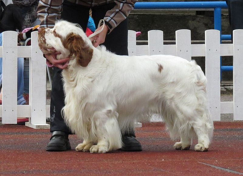 The happiest moments for these 12 dog breeds rarely happen in the middle of a crowd 13 Clumber Spaniel