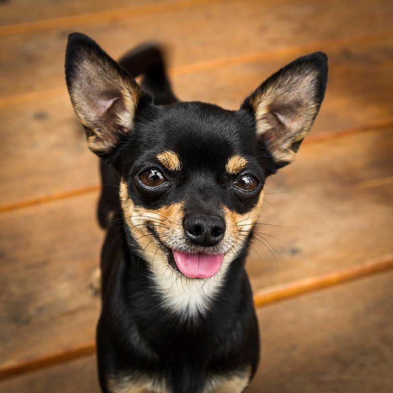 If dog odor is your biggest concern, these 12 dog breeds deserve a closer look 13 Chihuahua