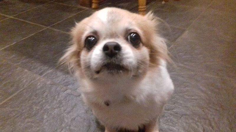 21 Affectionate Dog Breeds That Find Happiness in Simply Being Close 19 Tibetan Spaniel