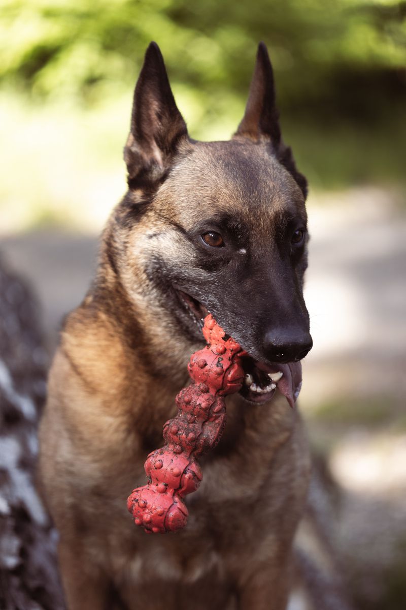 Dirt roads, open fields, and hard work suit these 13 dog breeds perfectly - plus 3 modern rural stars 6 Belgian Malinois