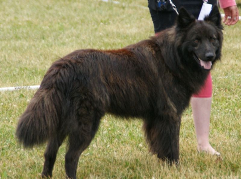 15 dog breeds that shelter volunteers say are sweet but get passed over 16 Dutch Shepherd
