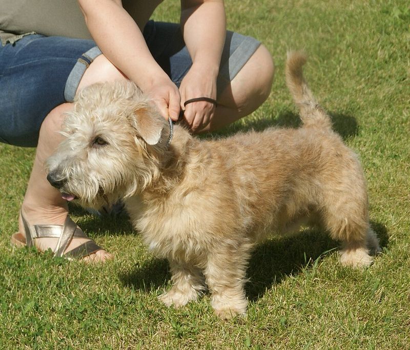Glen of Imaal Terrier