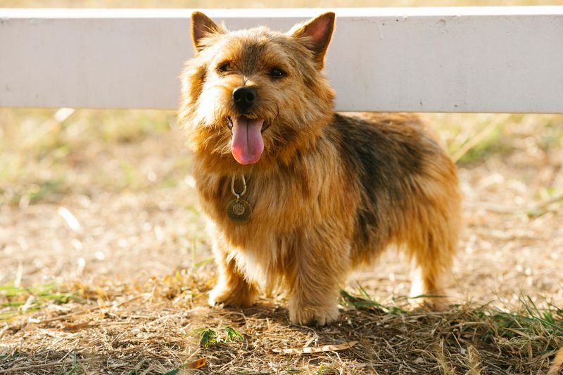 15 breeds that turn a new couch into a loyalty test 13 Norwich Terrier
