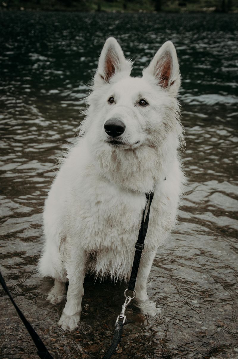 White Swiss Shepherd