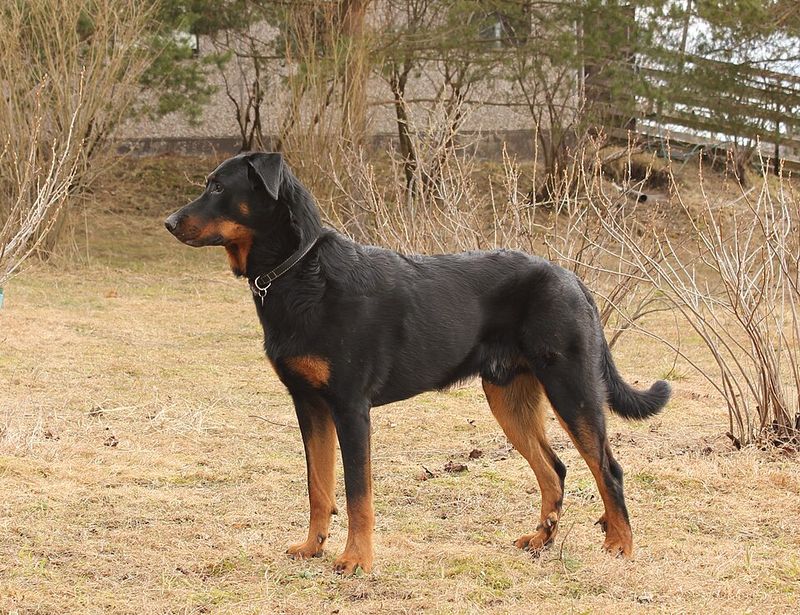 13 dogs that make you feel protected without ever acting out of control 4 Beauceron