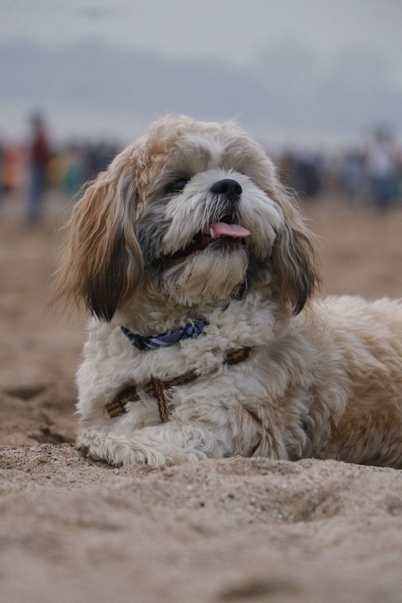 Shih Tzu