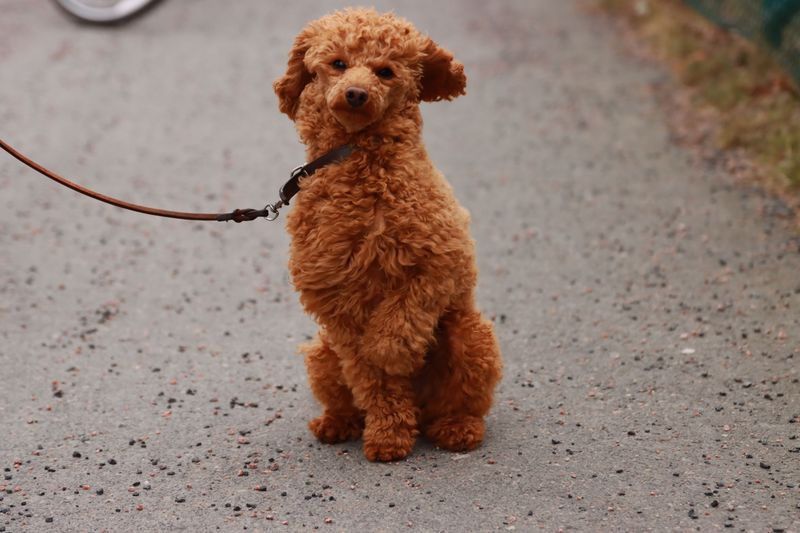 Poodle