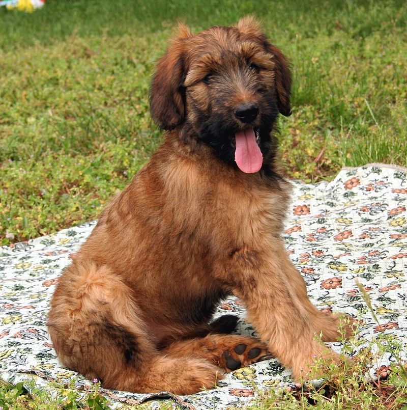 Think you know how your puppy will look? These 10 breeds may surprise you 7 Briard