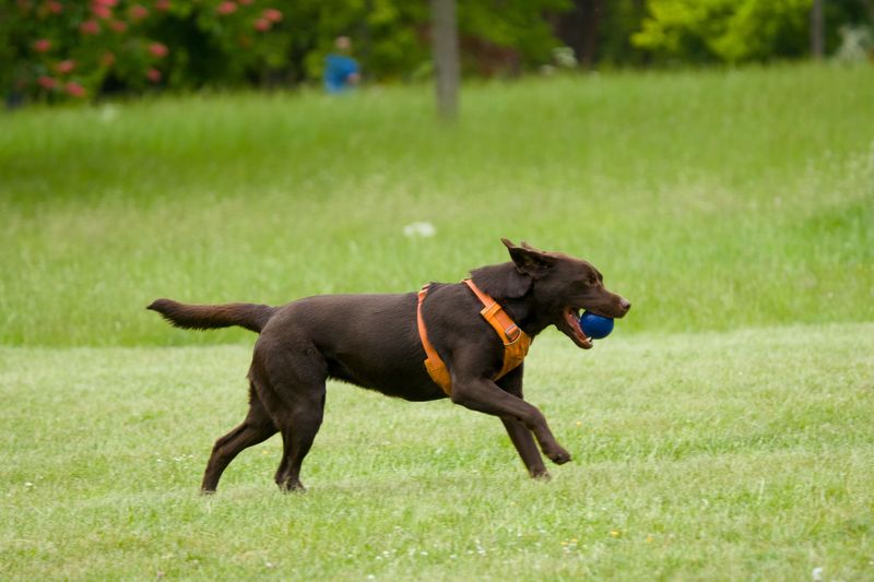Labrador Retriever