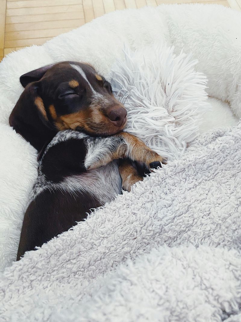 Dachshund