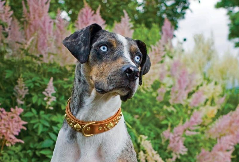 24 Distinctive Dog Breeds You Don’t See Every Day 13 Catahoula Leopard Dog