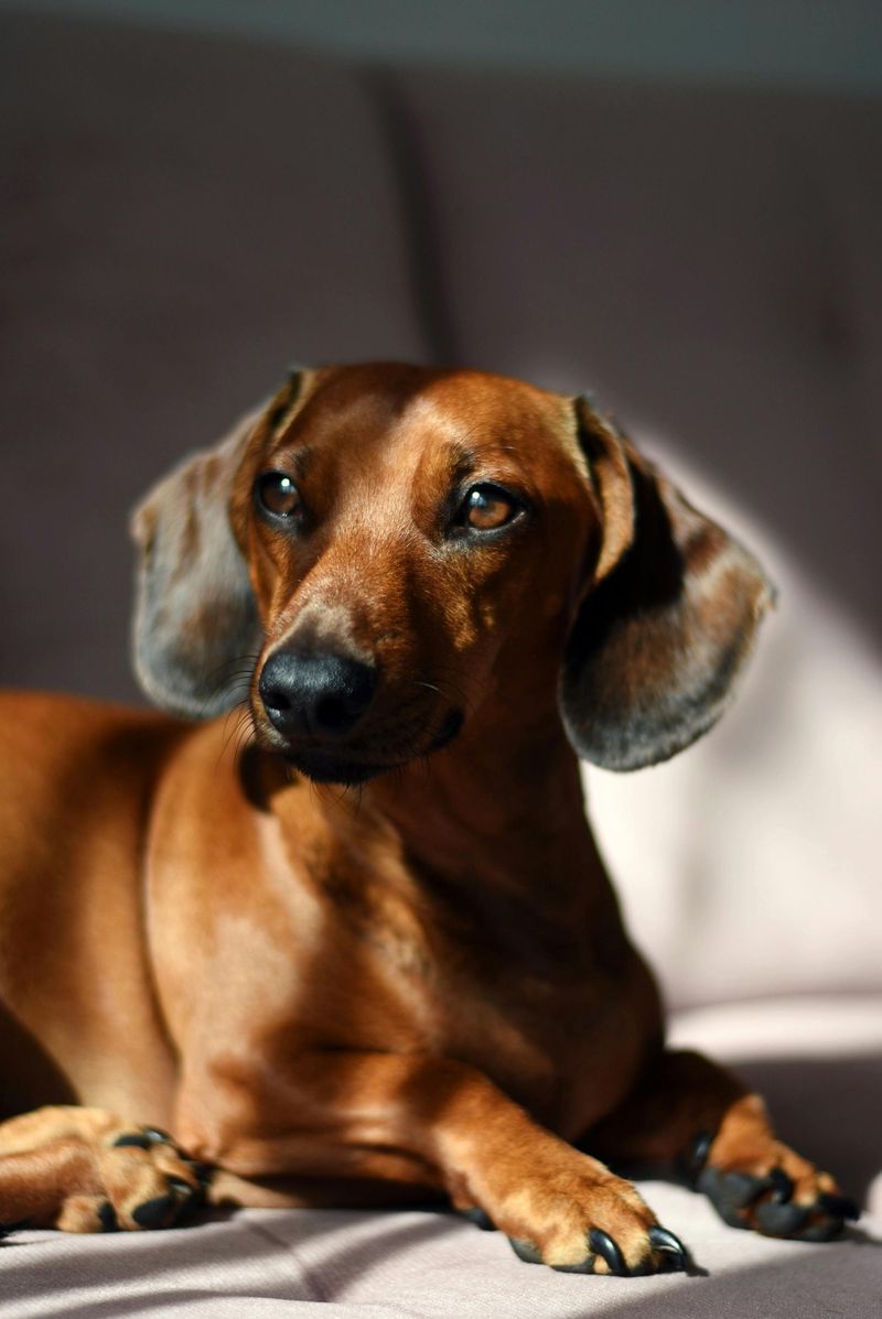 Dog DNA Is Still Evolving — 11 Breed Influences You Didn’t Know Could Be Genetic 7 Short-Leg/Dwarfism Structure