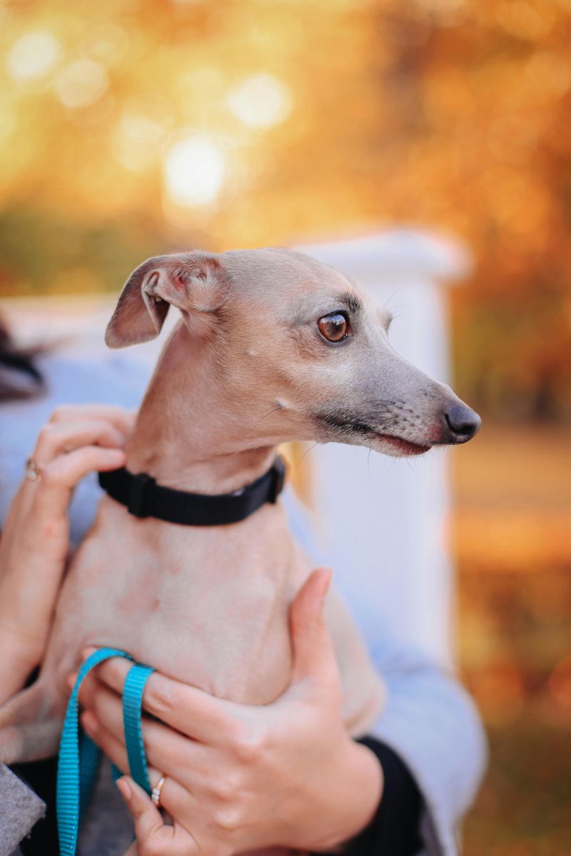 18 dog breeds that become calm only after they fully trust you 2 Greyhound