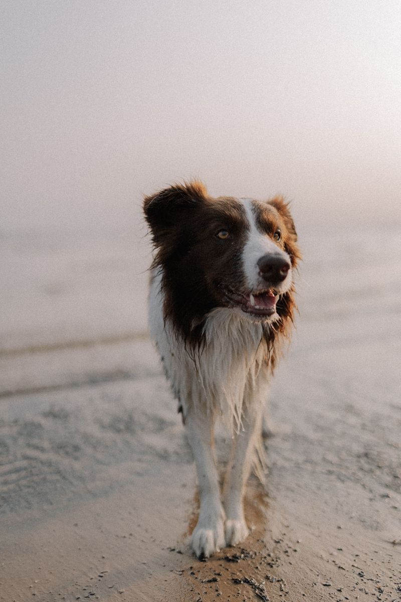Retirement should give you more freedom - The wrong dog can quietly take much of it back 3 Border Collie