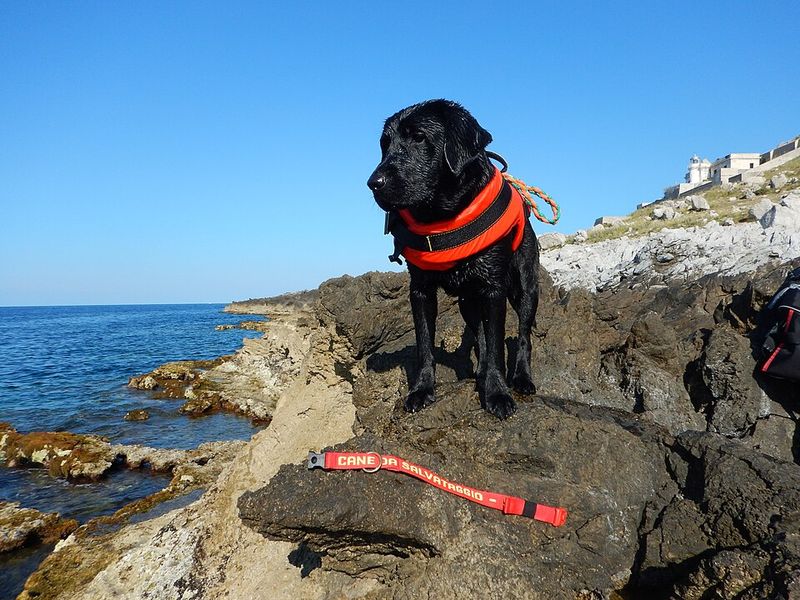 Some dog breeds are perfectly happy slowing life down once the adventure is over 4 Labrador Retriever