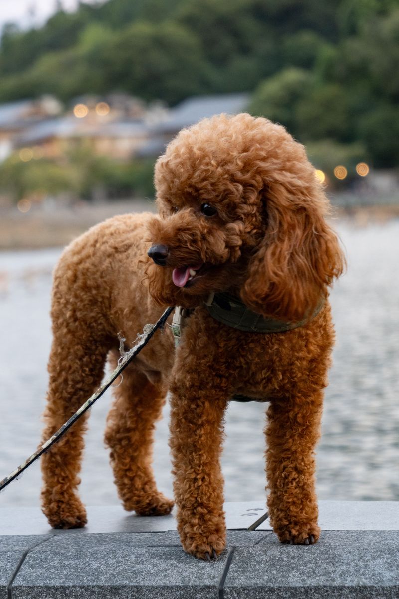 Poodle