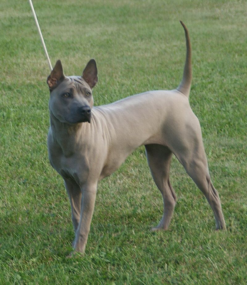 25 Unusual Dog Breeds That Stand Out for Their One-of-a-Kind Features 23 Thai Ridgeback