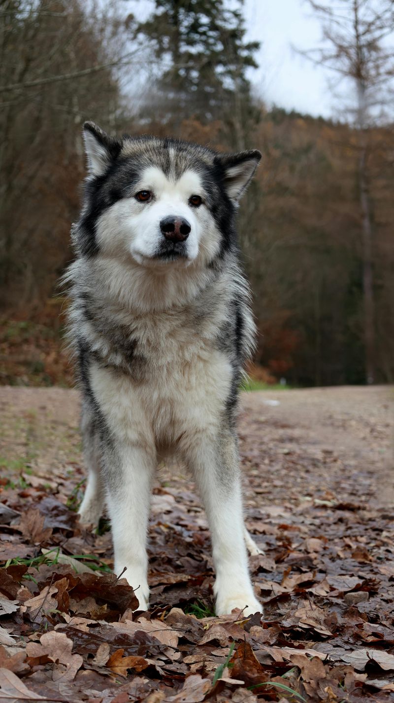 Alaskan Malamute