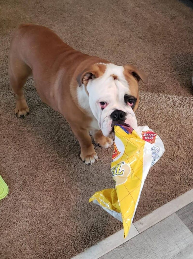 12 dogs that love food so much owners have to stay alert 13 English Bulldog