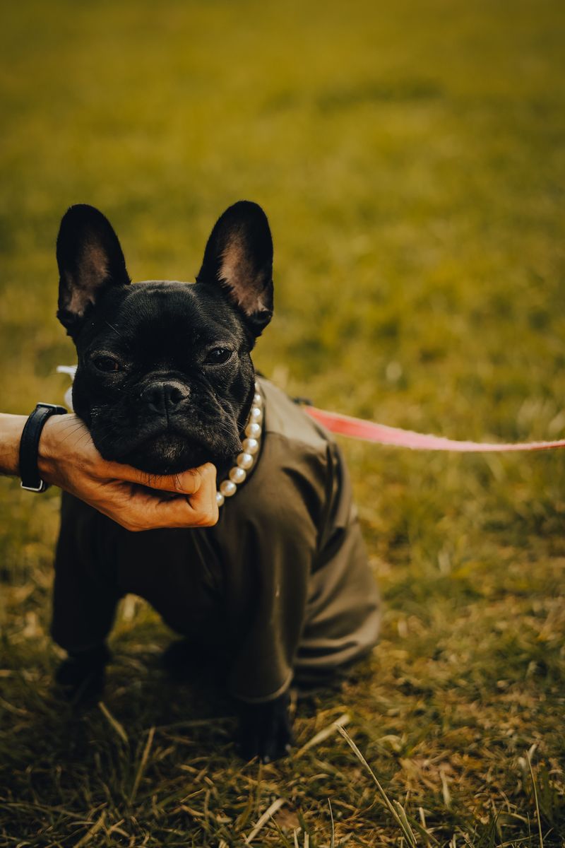 These dog breeds prove canine cuteness comes in far more forms than fluffy puppies 8 French Bulldog