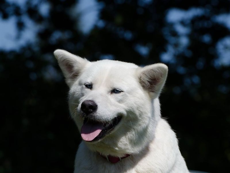 Akita Inu