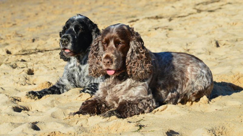 English Cocker Spaniel