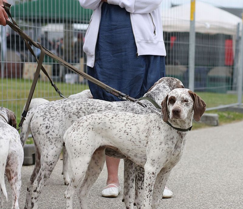 These 11 Dog Breeds Are Quietly Becoming Favorites Among Experienced Owners 12 Bourbonnais Pointer