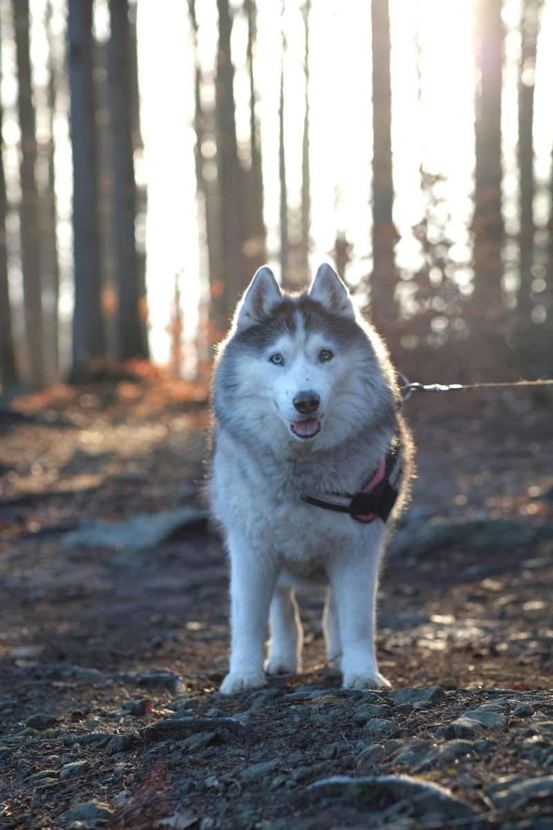 14 social dog breeds that hate being alone and love having a dog sibling 8 Siberian Husky