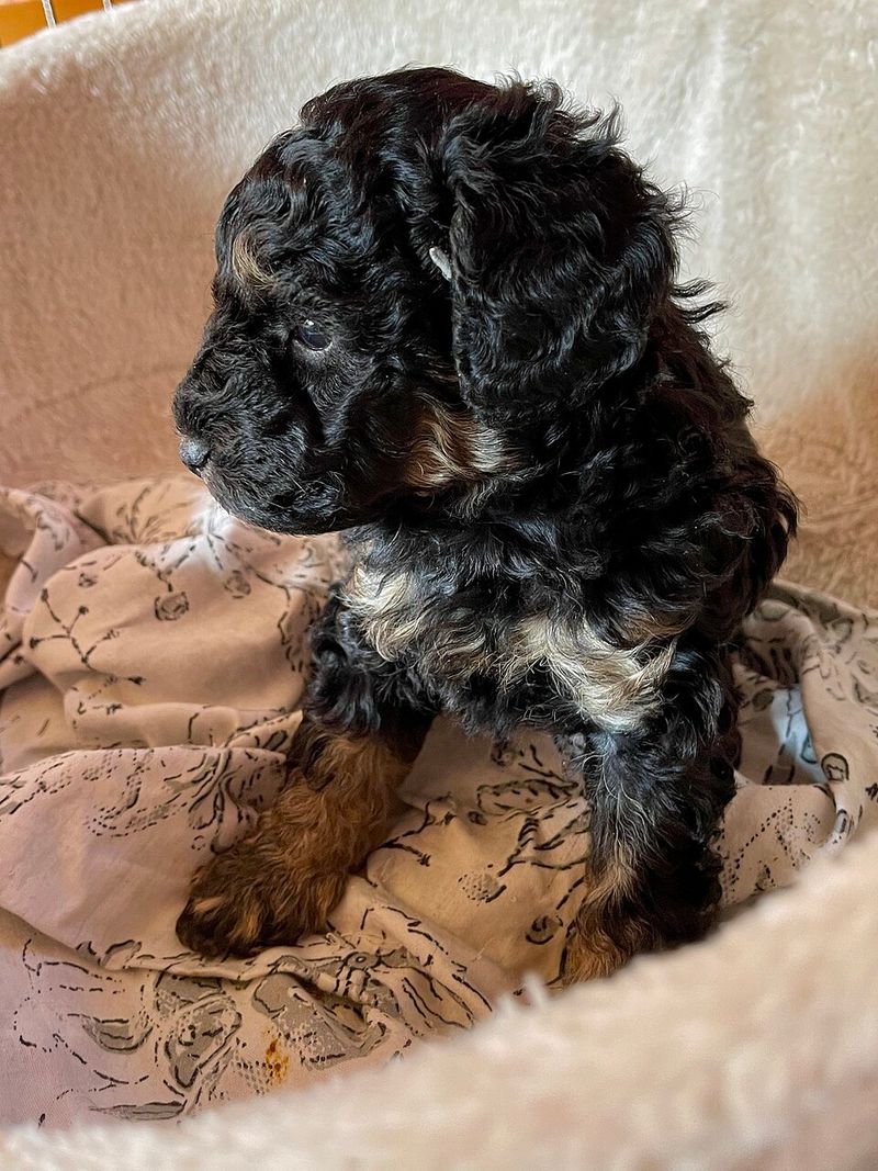 Many owners with allergies begin their search with these well-known dog breeds 3 Miniature Poodle