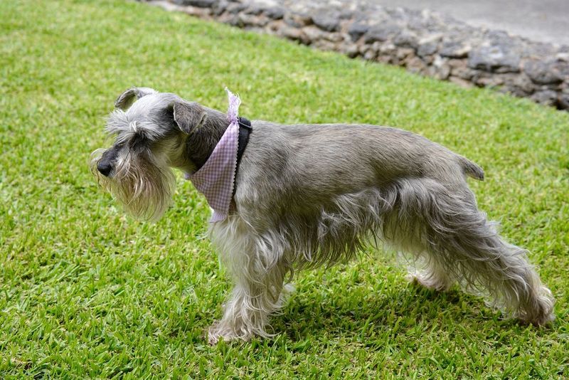 These 11 Dog Breeds Are Becoming More Common in City Parks Worldwide 9 Miniature Schnauzer