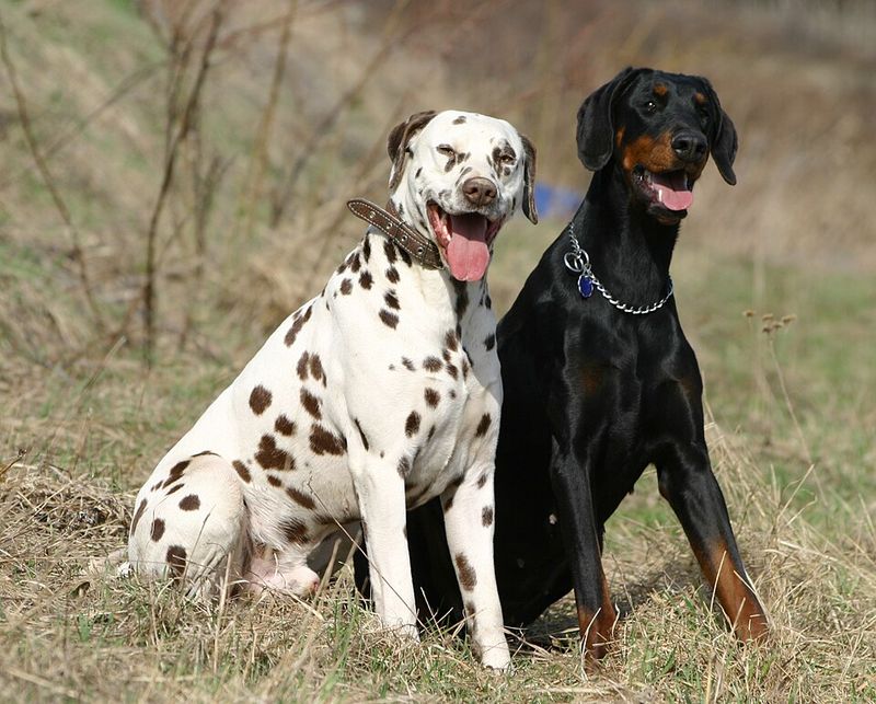 Dalmatian